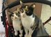 ASHFORD KENT &pound;40 Kittens 11 weeks old ready to GO!