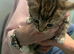 Kittens for sale