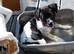 7 month old patter Jack female