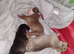 Puppies