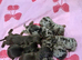 Miniture dachshund puppies