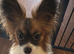 month old Papillon boy.