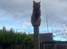 3 years old ginger Tom - neutered