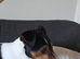 4yr old Parson Jack Russell