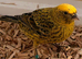 Lizard canary