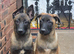 Belgium Shepherd puppies for sale