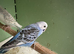 Budgies for sale