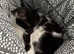 Black and white female cat