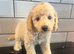 F1B Cavapoos health tested