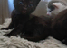 Black fluffy Tortoise shell female kitten