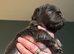 Fluffy female French bulldog
