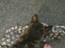 Shadow for sale
