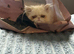 Beautiful white Persian girl - 10 months old