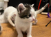 Stunning, friendly Ragdoll Cross Kittens