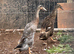 Indian runner ducks