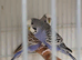 Various budgies