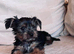 Tiny Yorkshire Terriers