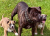Adorable very rare blue fawn female staff pups