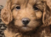 Miniature/Toy Red Goldendoodle dna clear