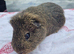 Adult boar