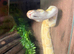 Gorgeous banana clown het yellow belly