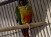 Green cheek conure