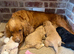F1 cockapoo puppies