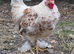 Pekin cross rooster