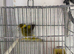Himalayan finch for sale