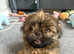 Shih tzu stud