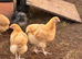 BUFF ORPINGTON COCKEREL