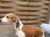 Saluki x greyhound