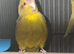 Baby kakarikis