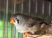 Exhibition zebra finches