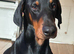Doberman stud