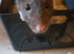 Rats cheddar and cheese