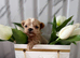 Teacup Doll Face Maltipoo Puppies