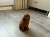 Puppy for sale