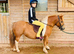 Daisy- A lovely Standard Shetland