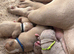 Pocket bullys