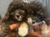 Papipoo puppies