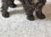 Miniature schnauzer