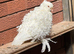 Frillback pigeons