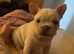 French bulldog puppy fully kc
