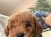 MALTIPOO RED