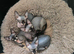 Ready Sphynx Kittens Looking for Their Forever