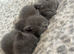 Beautiful British shorthairs