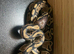 Ball python pastel hypo het pie