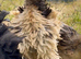 Frizzle Pekin bantam boys