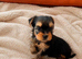 Beautiful yorkshire terrier puppies